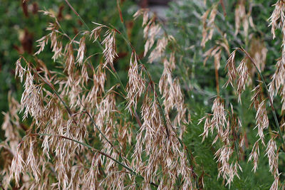 Close-up of stalks in field