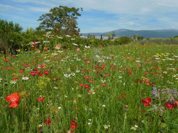 Close-up of red poppies blooming in field