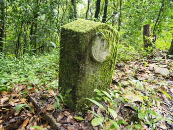 View of tree trunk in forest