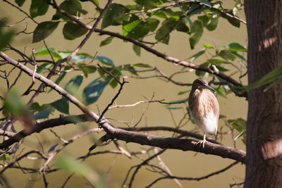 Low angle view of bird perching on branch