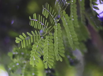 Close-up of fern leaves