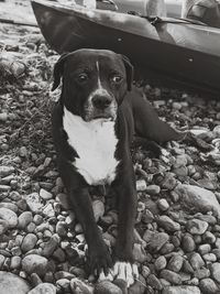 Portrait of dog on pebbles