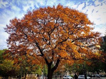 Low angle view of trees against cloudy sky