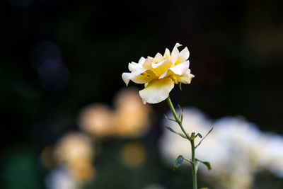 Close-up of yellow flower blooming outdoors