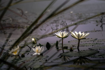 Close-up of white water lily in lake