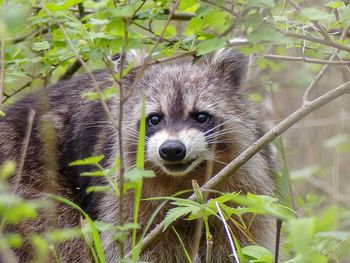 Portrait of raccoon in forest
