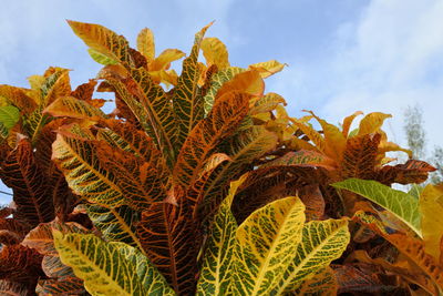 Close-up of fresh green plant against sky