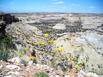 Scenic view of flowering plants on land against sky