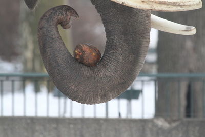 Close-up of food on trunk