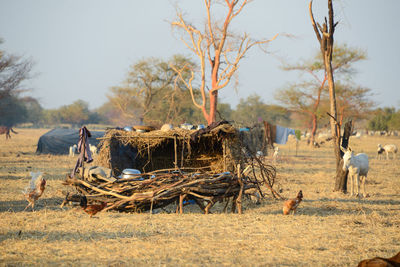 Horses in a field
