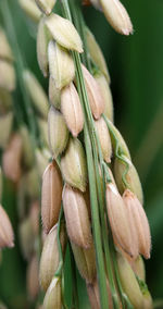 Close-up of fresh flowers