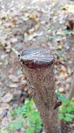 Close-up of lizard