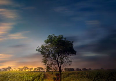 Tree on field against sky during sunset