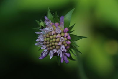 Close-up of pink flower