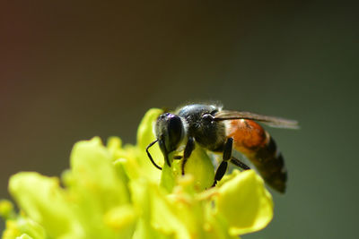 Close-up of bee pollinating on flower