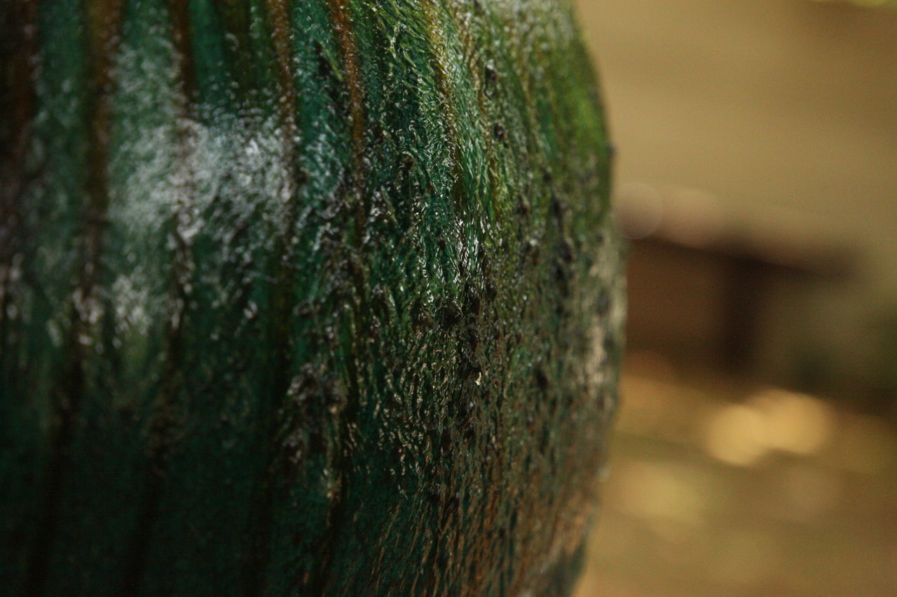 CLOSE-UP OF GREEN TREE TRUNK