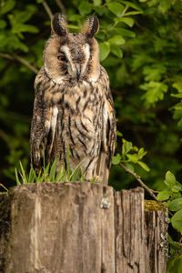 Portrait of owl perching on wooden post