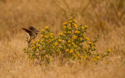 View of bird on plant