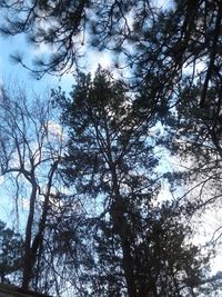 Low angle view of trees against sky