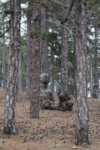 Trees in forest