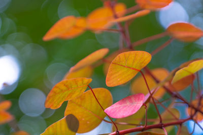 Close-up of orange leaves on plant