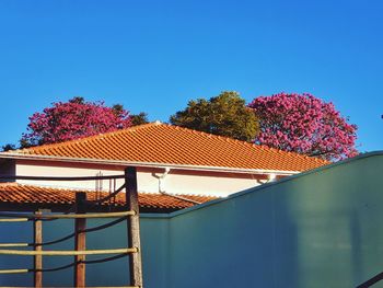 Low angle view of flowering plants by building against clear blue sky