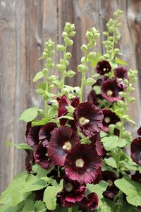 Close-up of purple flowering plant