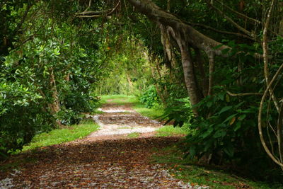 Dirt road amidst trees