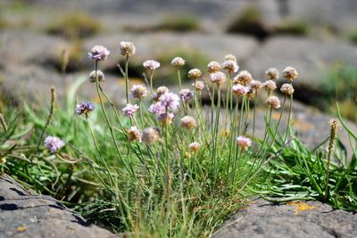 Close-up of purple flowers blooming in field