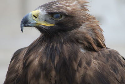 Close-up of a bird looking away