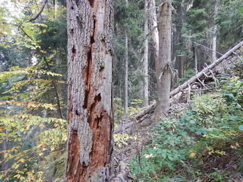 Trees growing in forest