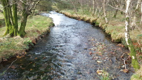 Close-up of water flowing in grass