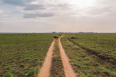 Wildebeest running on field