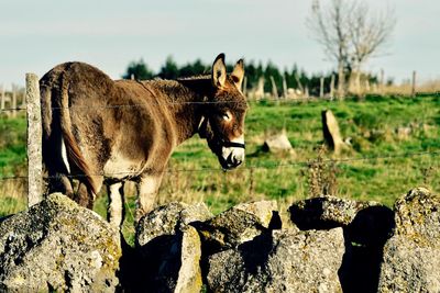 Close-up of horses standing on field