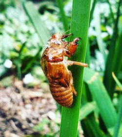 Close-up of insect on leaf