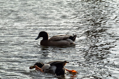 Swan swimming in lake