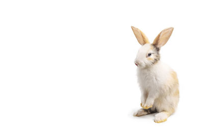 Close-up of a rabbit over white background