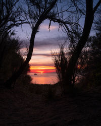 Silhouette trees against sky during sunset