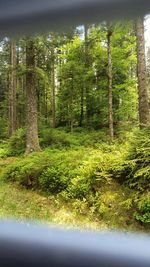 Trees in forest