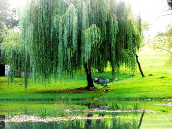 Trees growing on field