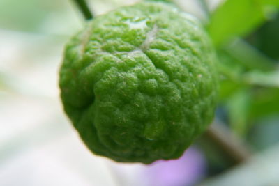 Close-up of green leaf