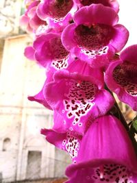 Close-up of pink orchid blooming outdoors