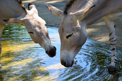 Close-up of horse in lake