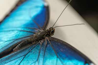 Close-up of butterfly