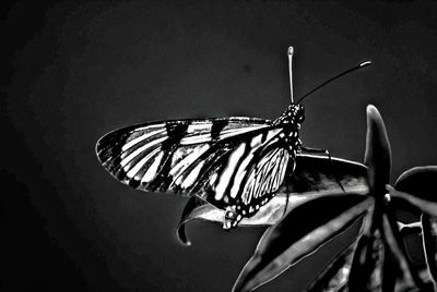 Close-up of butterfly