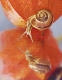 Close-up of snail on leaf