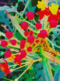 Close-up of red flowers