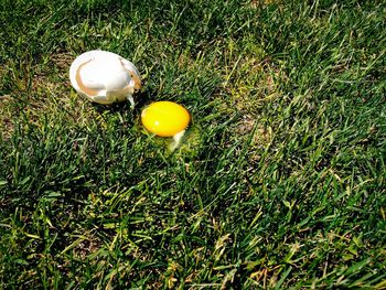 High angle view of yellow eggs on field