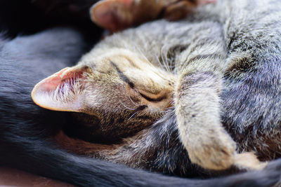 Close-up of sleeping cat