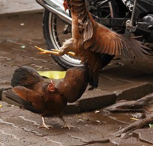 Chicken fighting by motorcycle on street